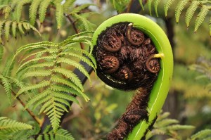 Koru